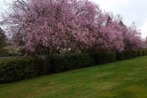 Flowering-Cherry-Trees-in-Central-Point-Medford-OR